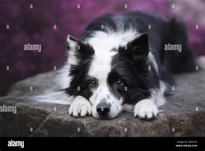 female border collie lying on grass