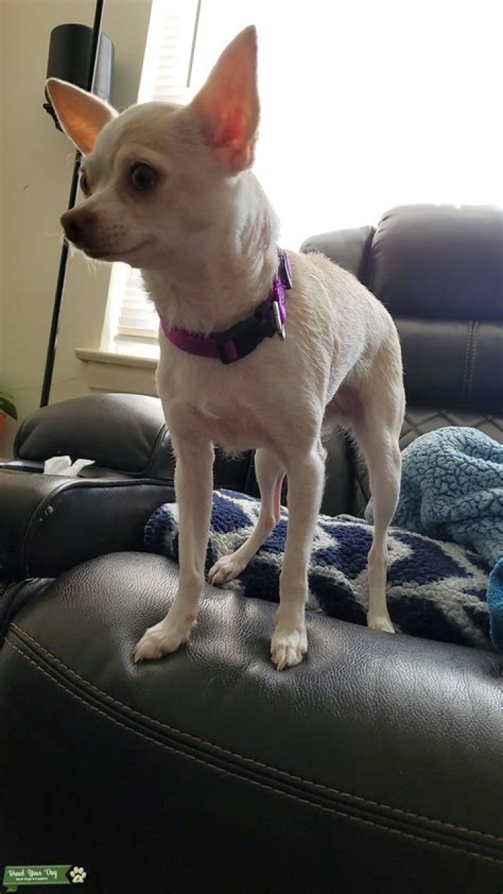 Female Chihuahua