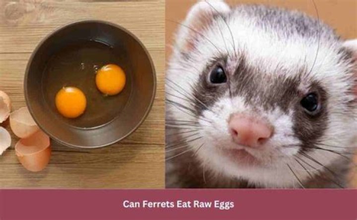 Ferret Eating Eggs