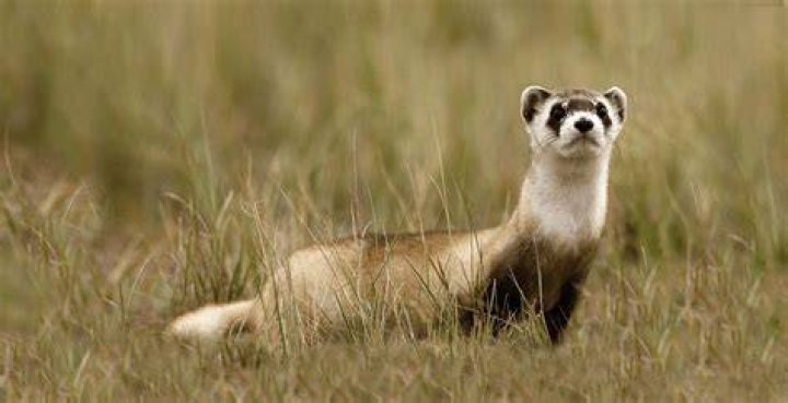 Ferret in the wild