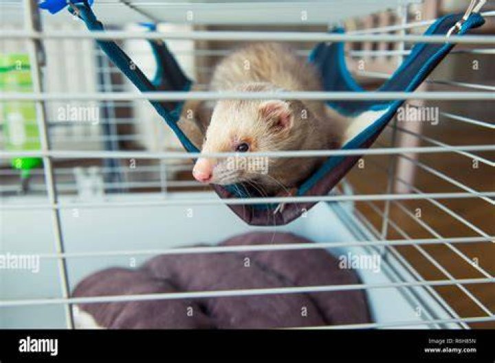 ferret resting in his cage