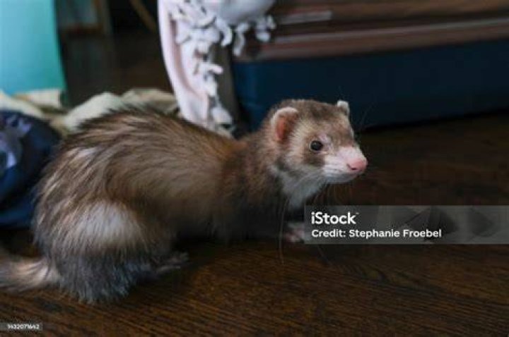 ferret sitting on the floor