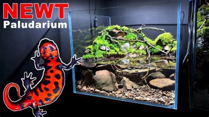 fire belly newt in tank