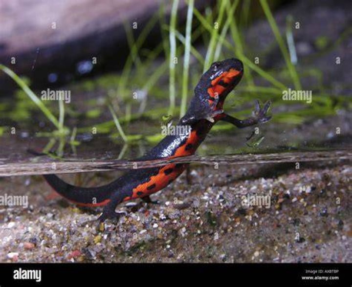 fire belly newt