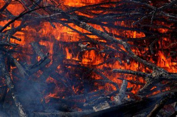 fire skink_miniformat65, Pixabay