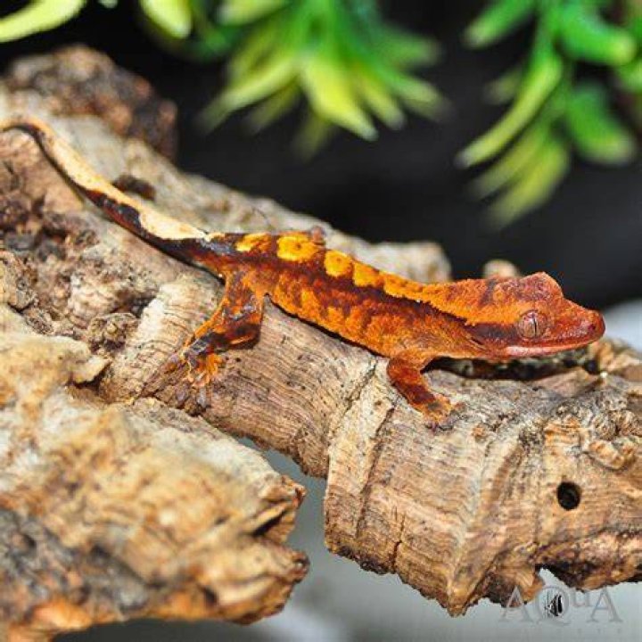 Flame Crested Gecko