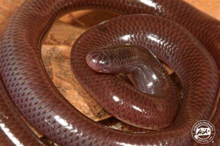 Flowerpot Snakes