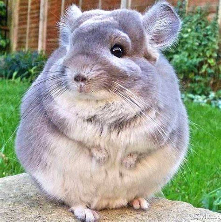 fluffy chinchilla