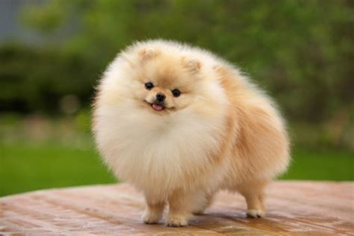 Fluffy's girlfriend YouTube