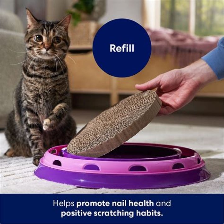 Frisco Cat Scratch