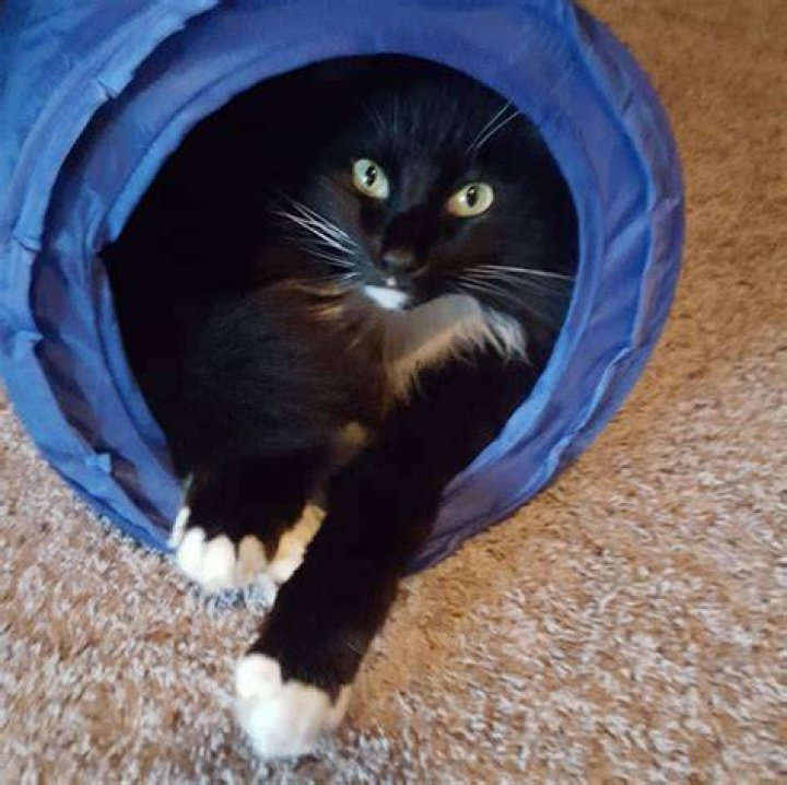 Frisco Peek-a-Boo Cat Chute Cat Toy