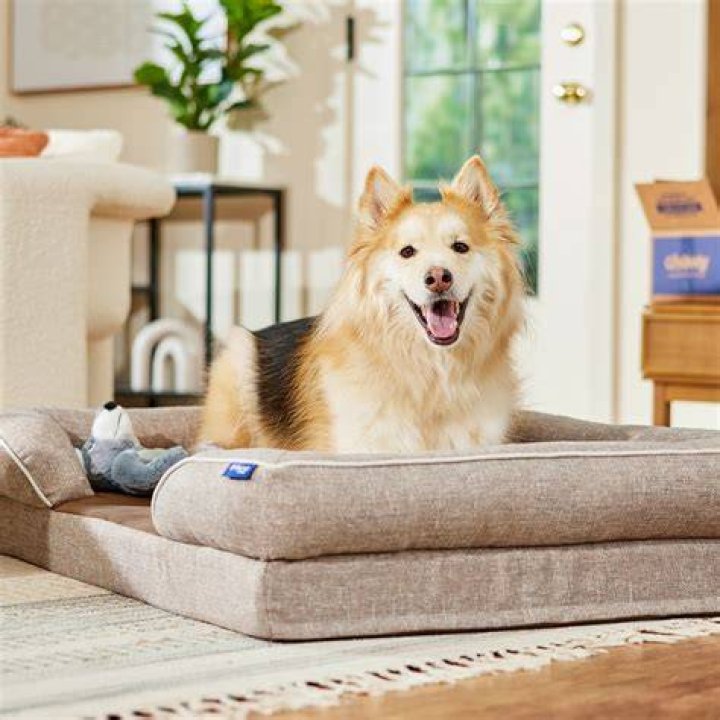 Frisco Plush Orthopedic Front Bolster Cat Bed