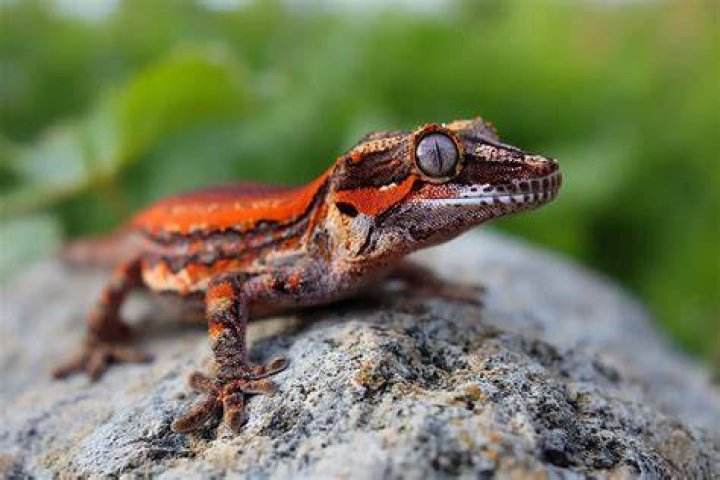 Gargoyle Gecko_ Fiona Mille_Shutterstock