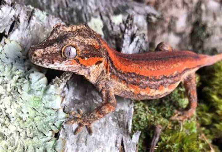 Gargoyle Gecko