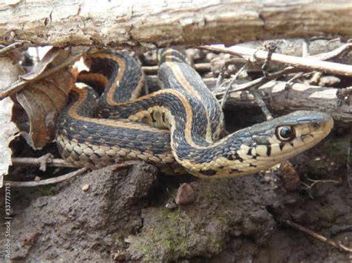 garter snake in the forest