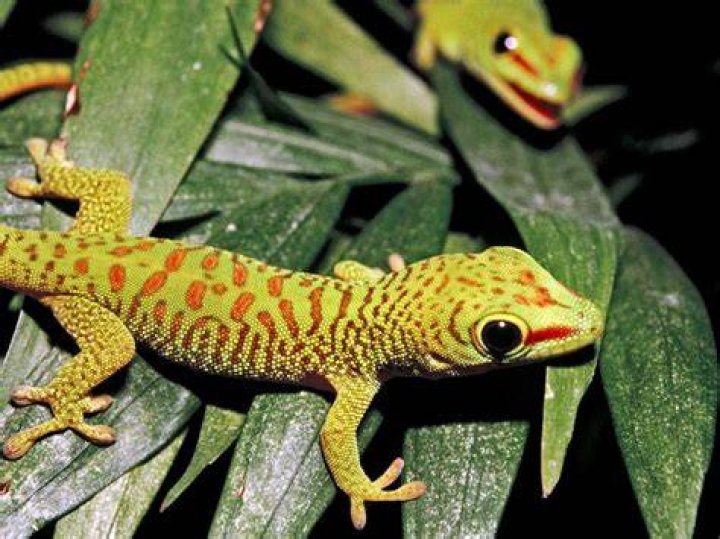 gecko eating_Faizal Zakaria_Pixabay