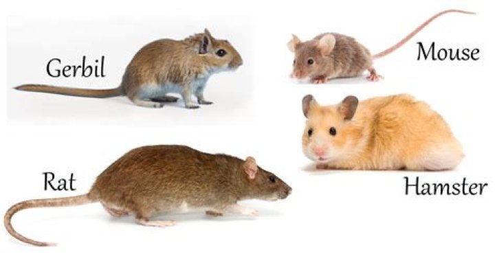 gerbil mice