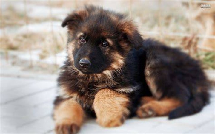 German Shepherd puppy looking at the camera