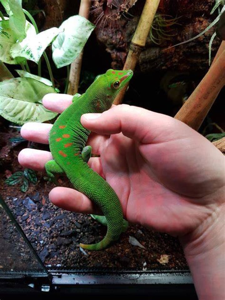 giant day gecko climbing_Piqsels