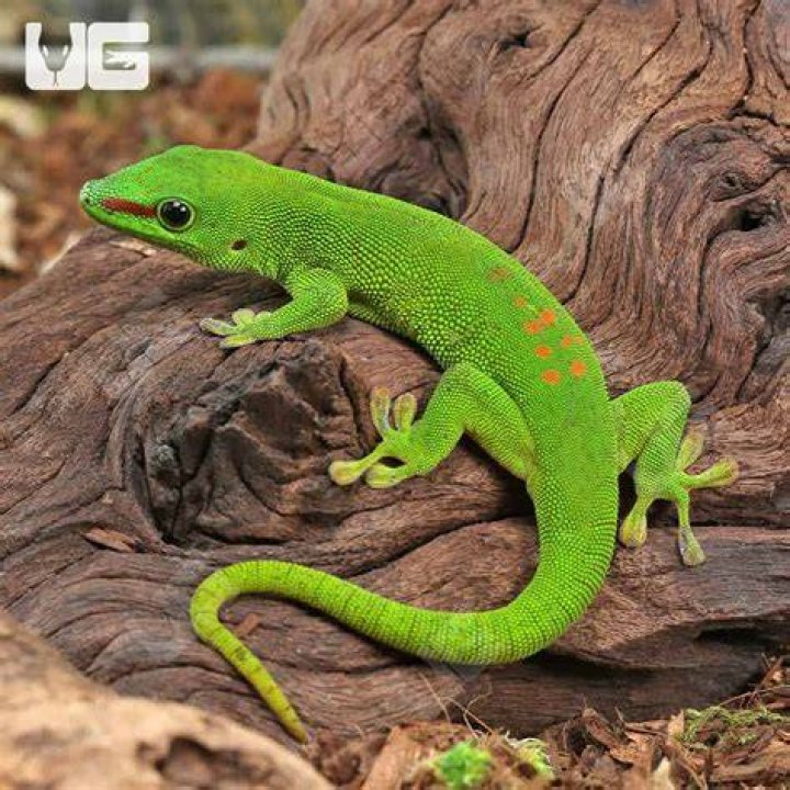 giant day gecko crawling_Piqsels