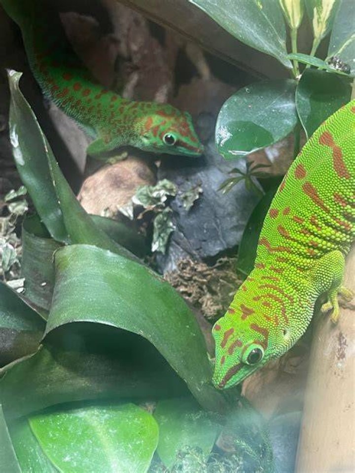 giant day gecko_Denis Doukhan_Pixabay