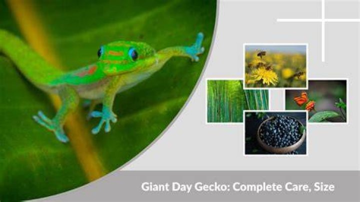 giant day gecko_DomenicBlair_Pixabay