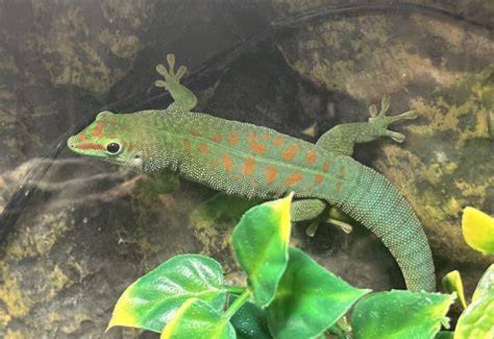 giant day gecko_Evgeny Murtola_Shutterstock
