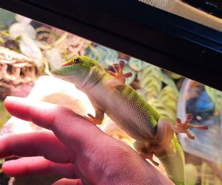 giant day gecko_Gretta Bartoli_Pixabay