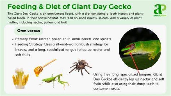 Giant day gecko_Piqsels