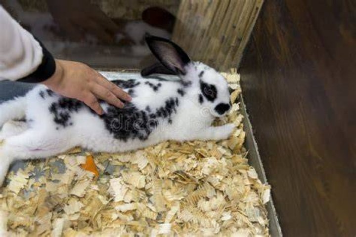Girl stroking a small English spotted rabbit