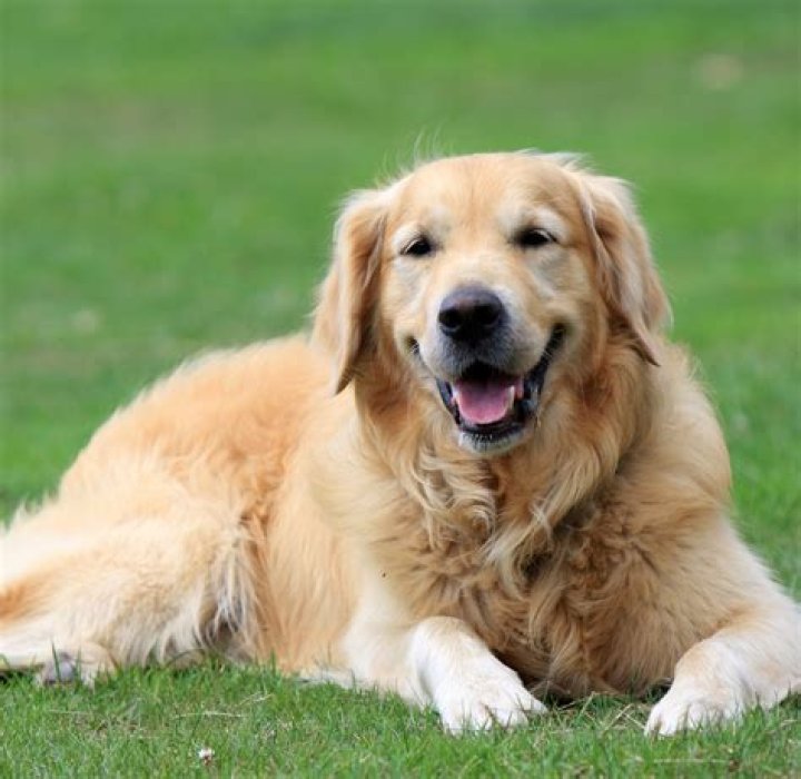 golden retriever dog on a couch