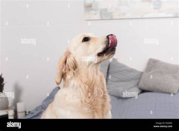 Golden Retriever licking nose while walking in snow