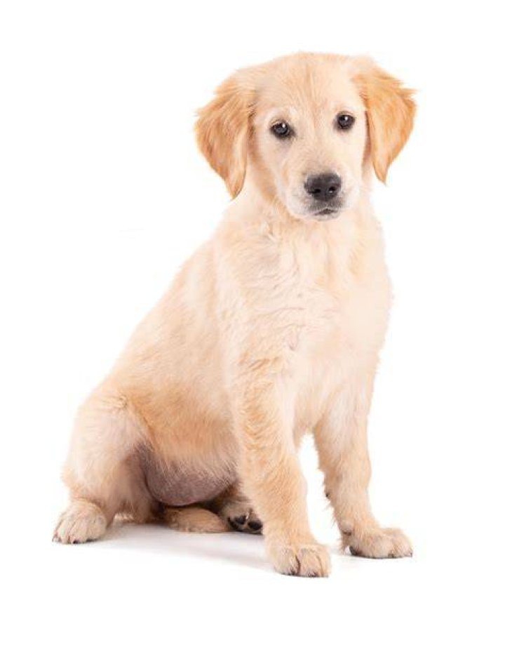 Golden retriever puppy sitting on bowl