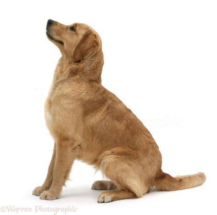 Golden Retriever sitting in the dirt
