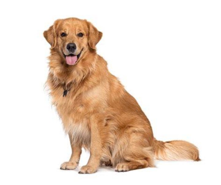Golden retriever_sasastock_shutterstock