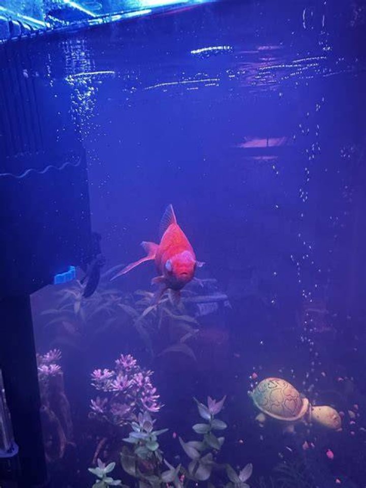 Goldfish and Mystery snails_Madhourse_Shutterstock