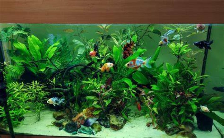 goldfish in planted aquarium