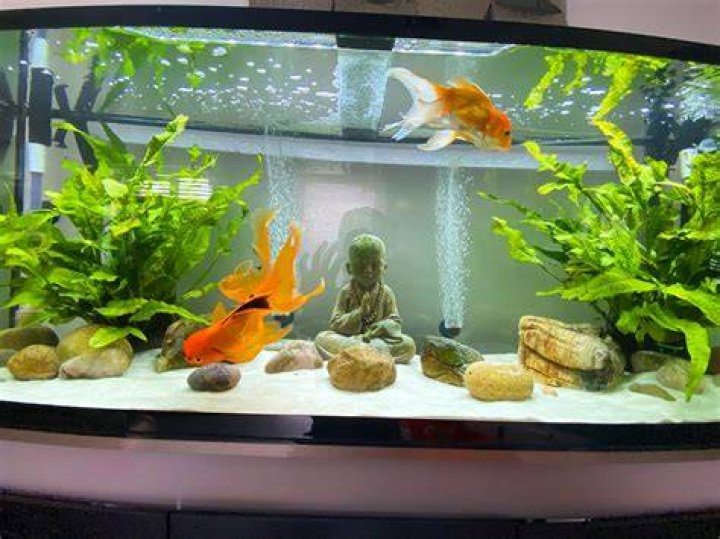 goldfish in the tank