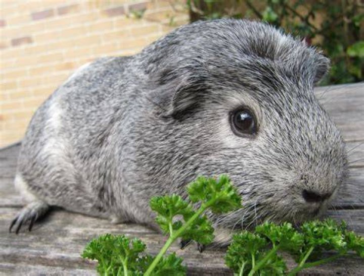 grey guinea pigs