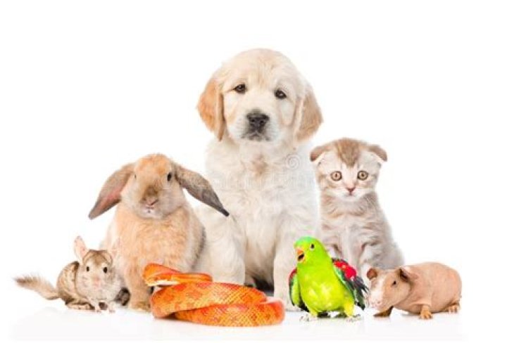 group of pets on white background