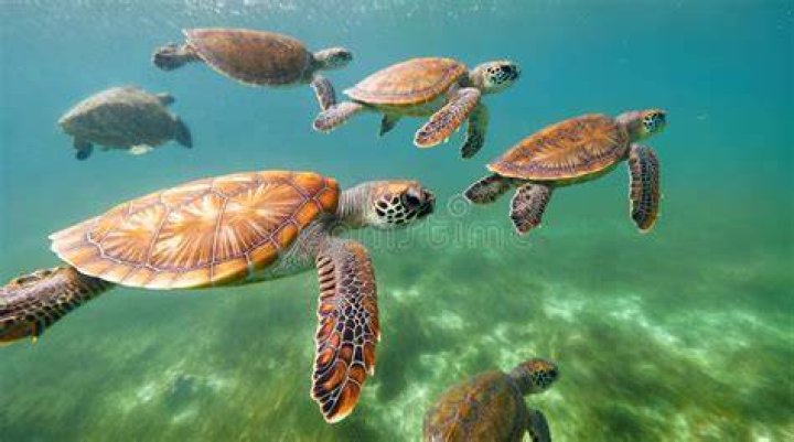 group of sea turtles