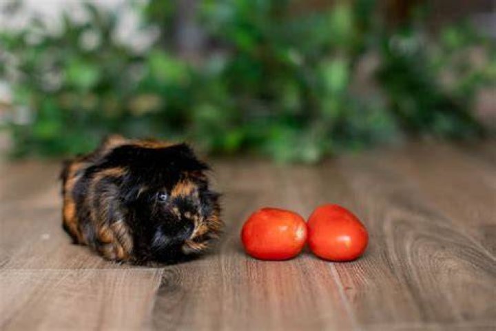 guinea pig eating tomato