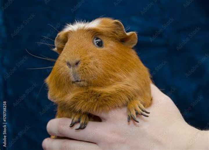 Guinea pig in hands of child