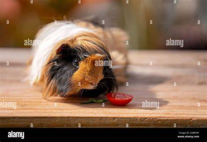guinea pig looking at tomato