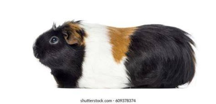 guinea pig side view