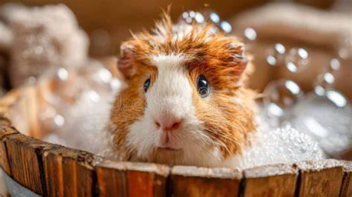 Guinea pig taking a warm bath