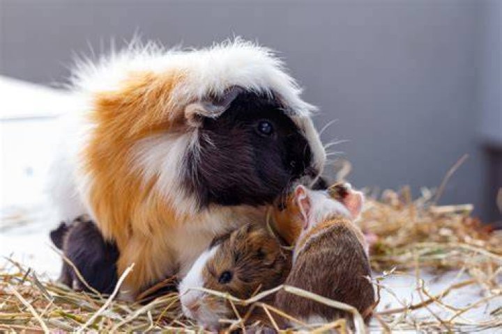 Guinea Pig_Mateusz Sienkiewicz_Shutterstock