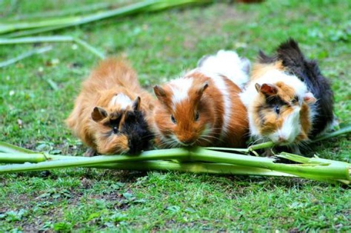 guinea pig_minka2507, Pixabay