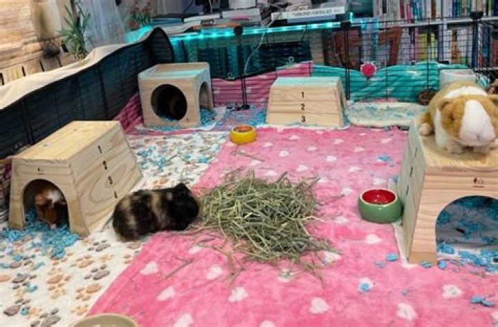 guinea pigs inside their cage
