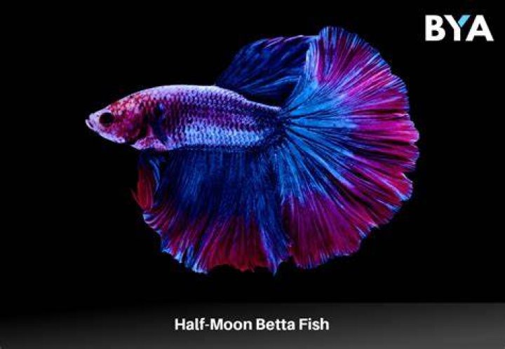 Half moon Betta fish